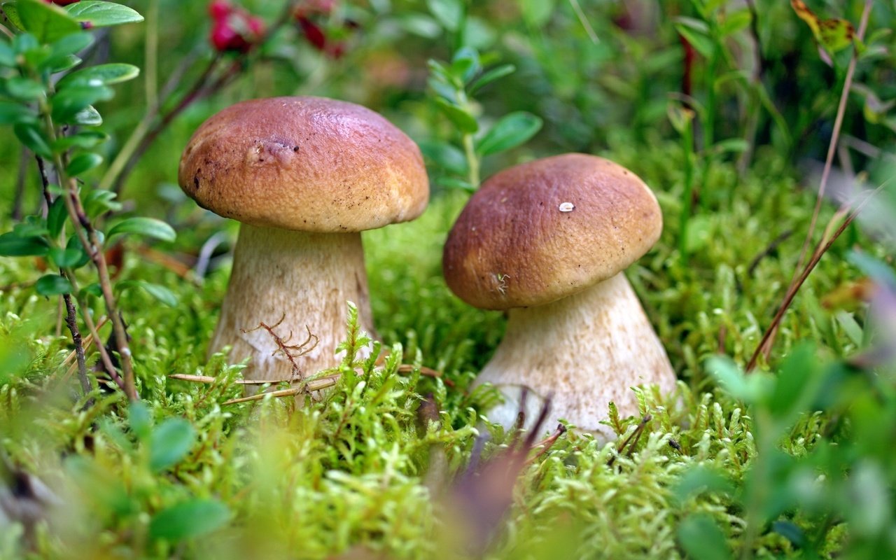 Обои грибы, парочка,  белый гриб, mushrooms, a couple, white mushroom разрешение 2000x1272 Загрузить