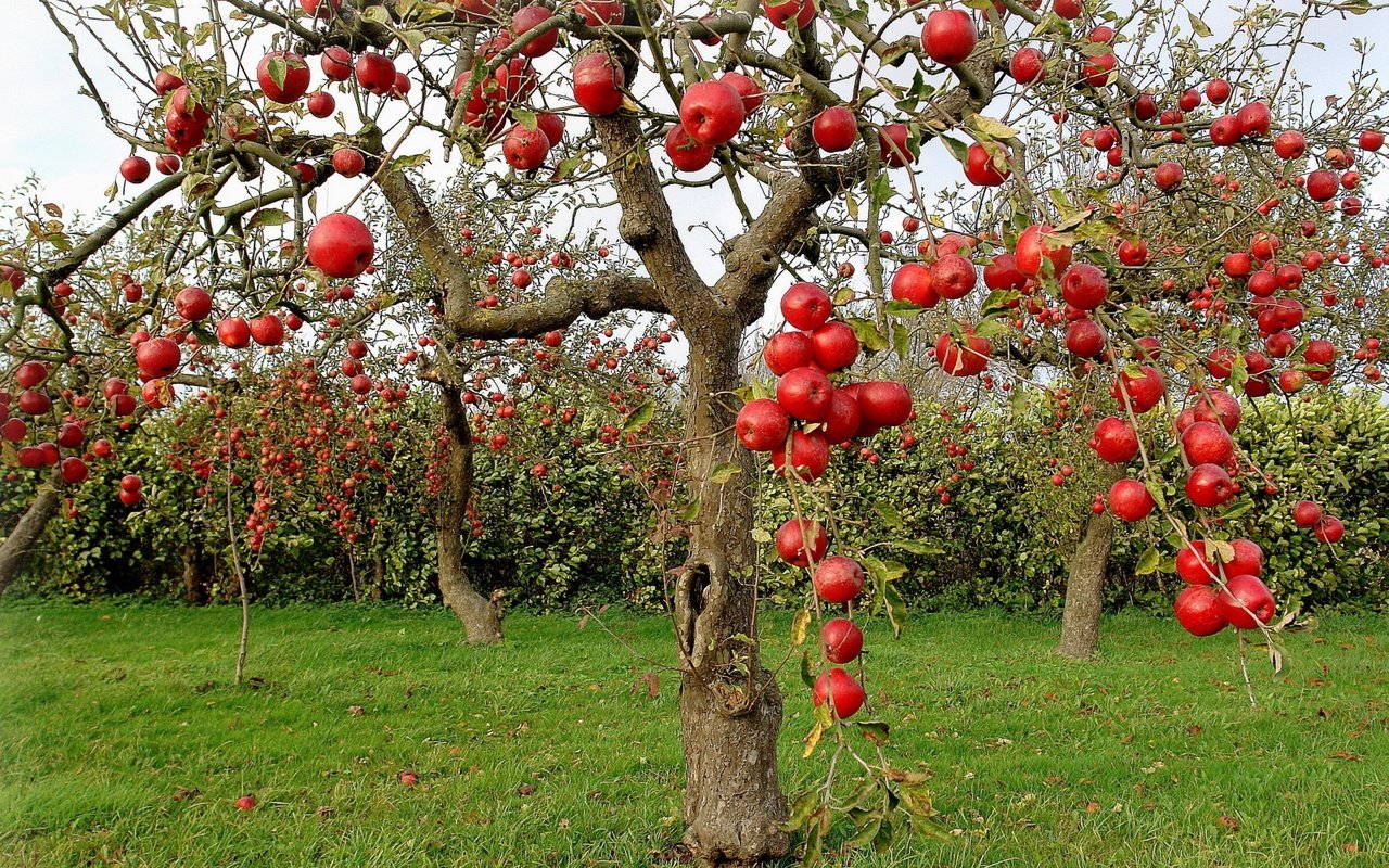 Обои яблоки, осень, сад, яблони, apples, autumn, garden, apple разрешение 2560x1600 Загрузить