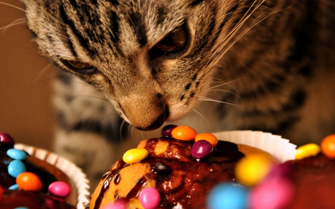 Обои кот, кошка, сладости, cat, sweets разрешение 3776x2848 Загрузить