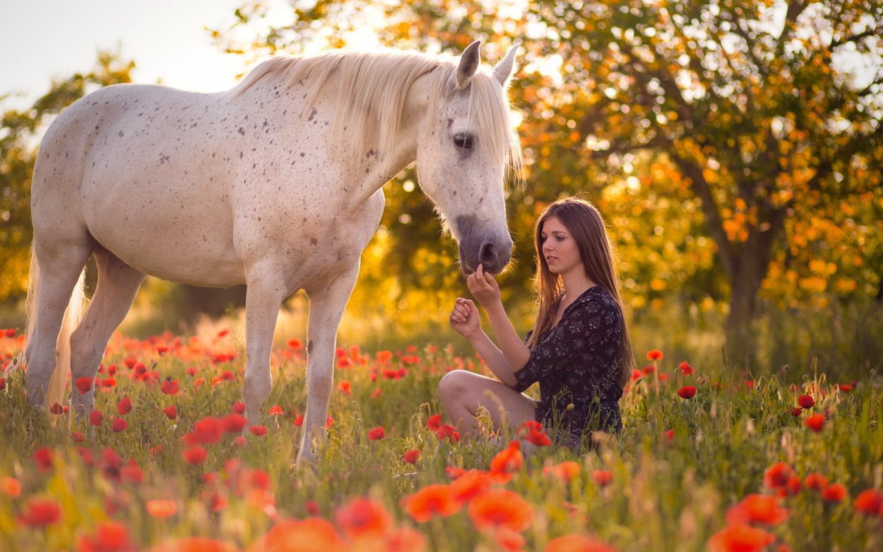 Обои цветы, лошадь, девушка, настроение, лето, маки, конь, длинные волосы, flowers, horse, girl, mood, summer, maki, long hair разрешение 2048x1365 Загрузить