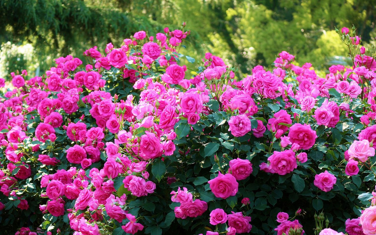 Обои кусты, розы, япония, киото, японии, ботанический сад, kyoto botanical garden, the bushes, roses, japan, kyoto, botanical garden разрешение 2048x1153 Загрузить