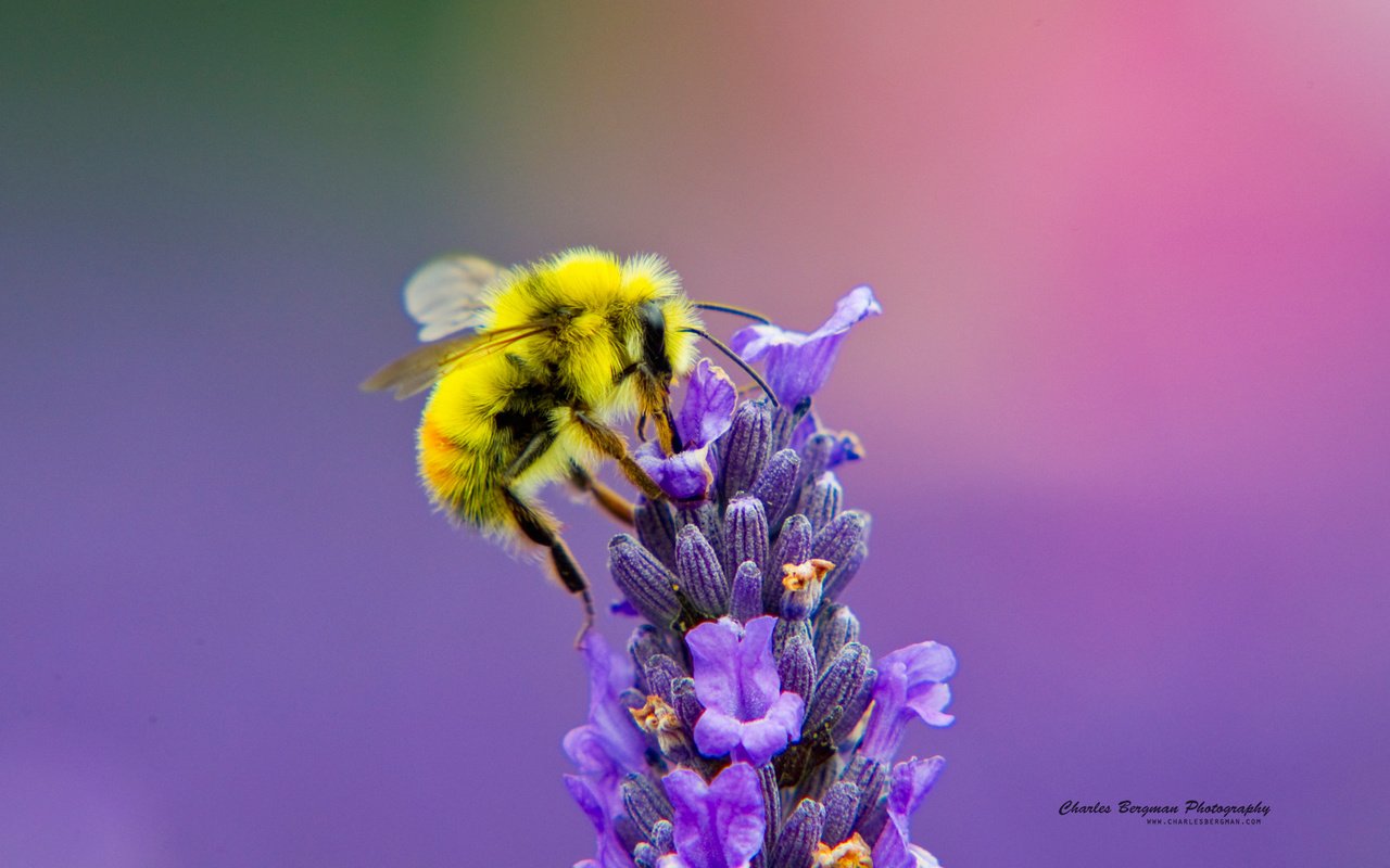 Обои насекомое, цветок, лаванда, пчела, нектар, insect, flower, lavender, bee, nectar разрешение 1920x1200 Загрузить