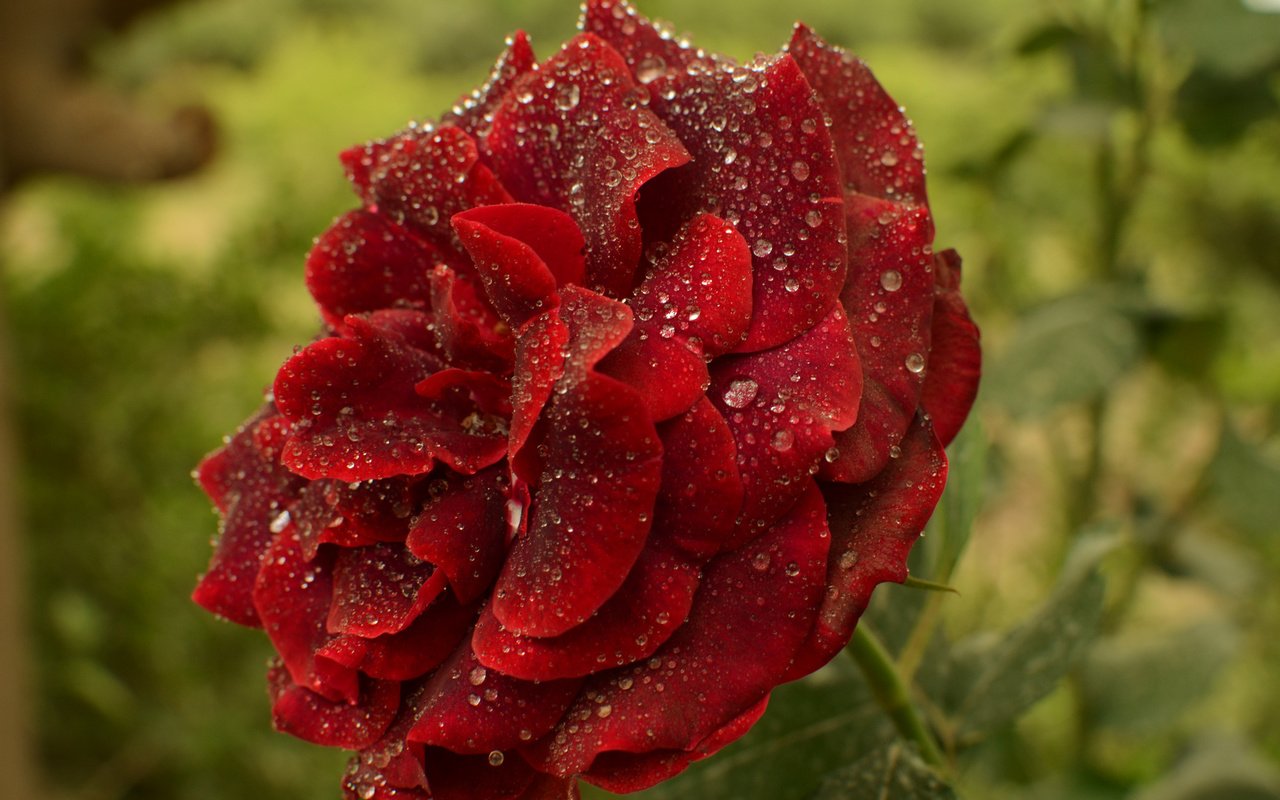 Обои цветок, роса, капли, роза, красная, краcный, flower, rosa, drops, rose, red разрешение 2000x1325 Загрузить