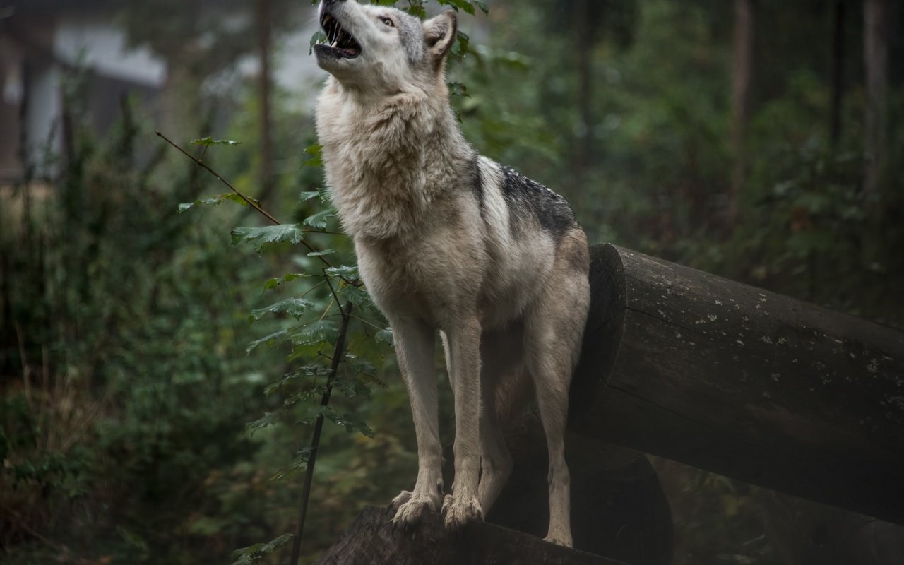 Обои природа, лес, волк, воет, fallen-cherubim, nature, forest, wolf, howling разрешение 2880x1922 Загрузить
