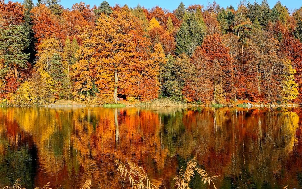 Обои деревья, озеро, лес, листья, отражение, парк, осень, скамья, trees, lake, forest, leaves, reflection, park, autumn, bench разрешение 2000x1333 Загрузить