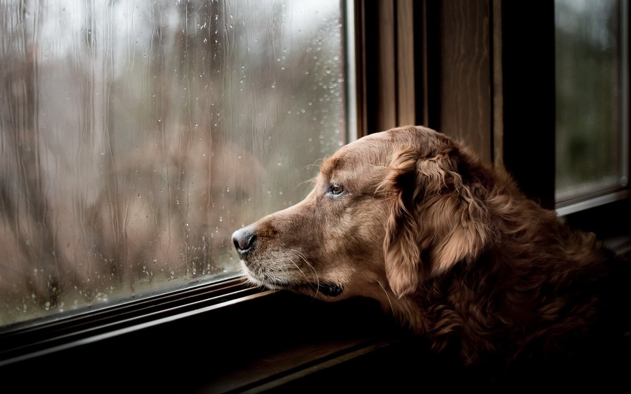 Обои грусть, rainy days, tom landretti, взгляд, собака, дом, окно, друг, ожидание, золотистый ретривер, sadness, look, dog, house, window, each, waiting, golden retriever разрешение 1920x1203 Загрузить