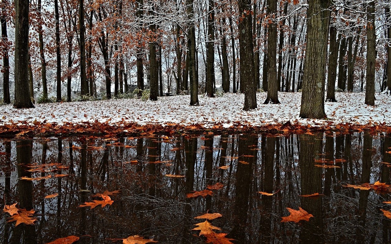 Обои снег, листья, зима, отражение, парк, осень, первый снег, snow, leaves, winter, reflection, park, autumn, the first snow разрешение 2017x1356 Загрузить