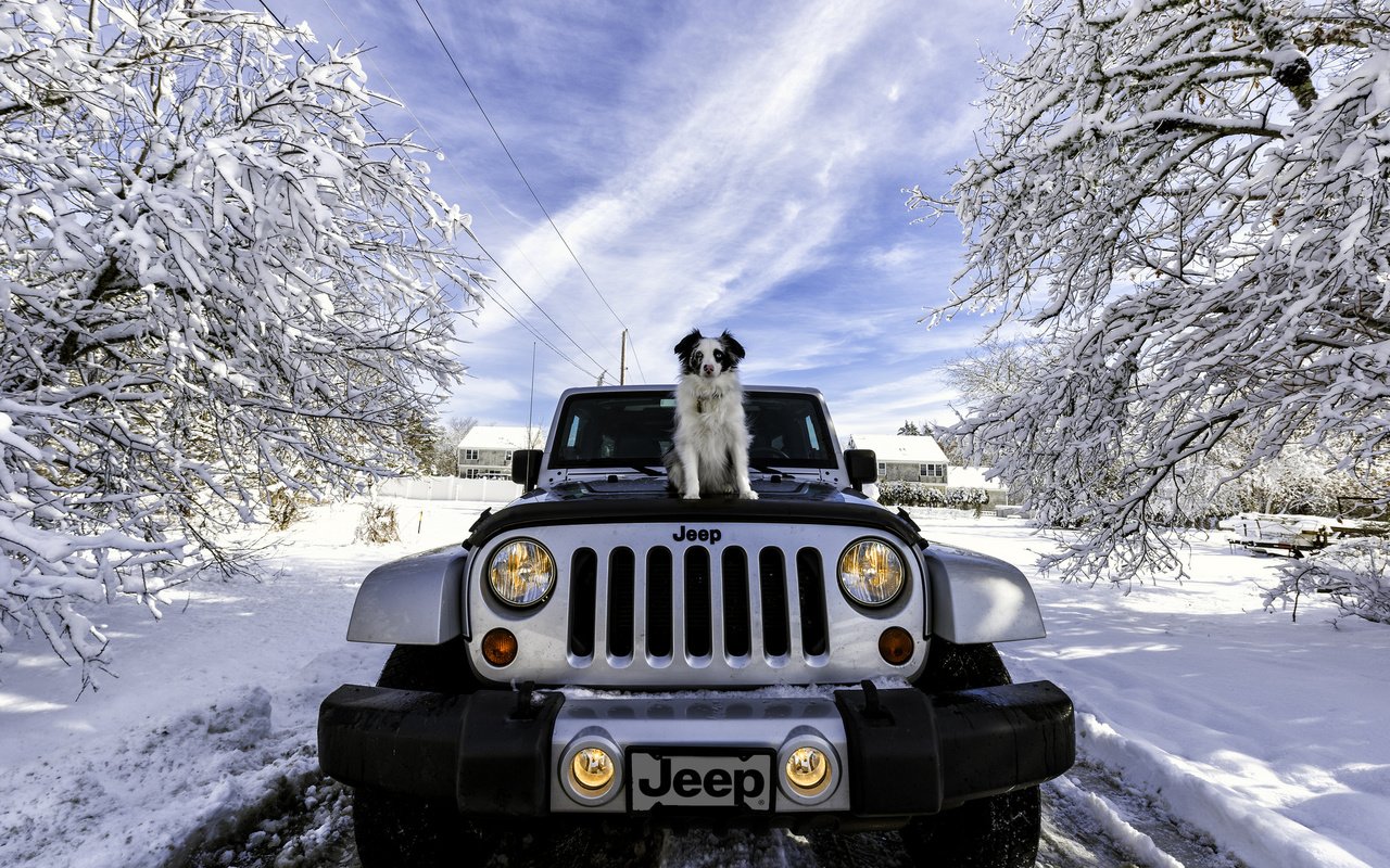 Обои снег, зима, машина, собака, джип, jeep wrangler, snow, winter, machine, dog, jeep разрешение 2048x1367 Загрузить