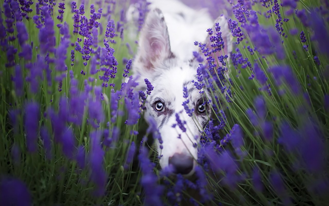 Обои цветы, лаванда, взгляд, собака, бордер-колли, cirilla, alicja zmysłowska, flowers, lavender, look, dog, the border collie разрешение 1920x1280 Загрузить