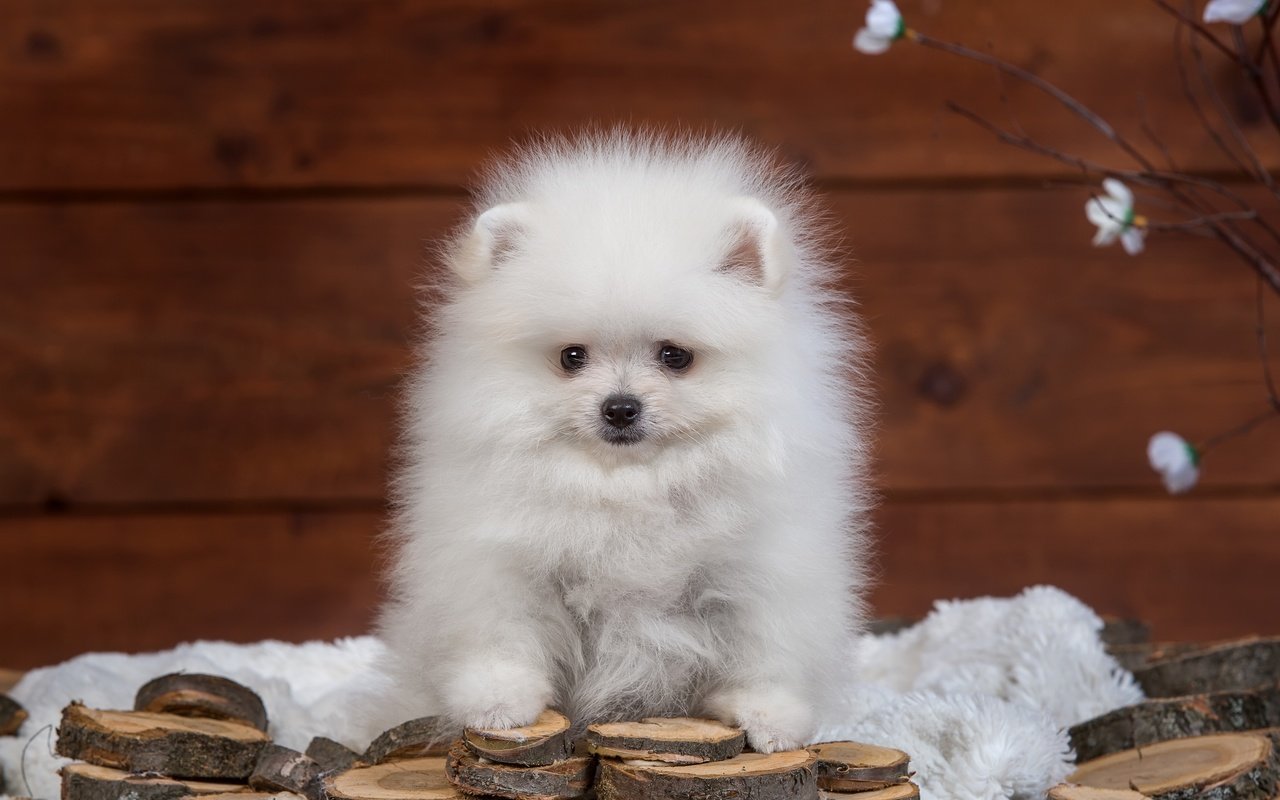 Обои пушистый, белый, щенок, шпиц, fluffy, white, puppy, spitz разрешение 4000x2604 Загрузить