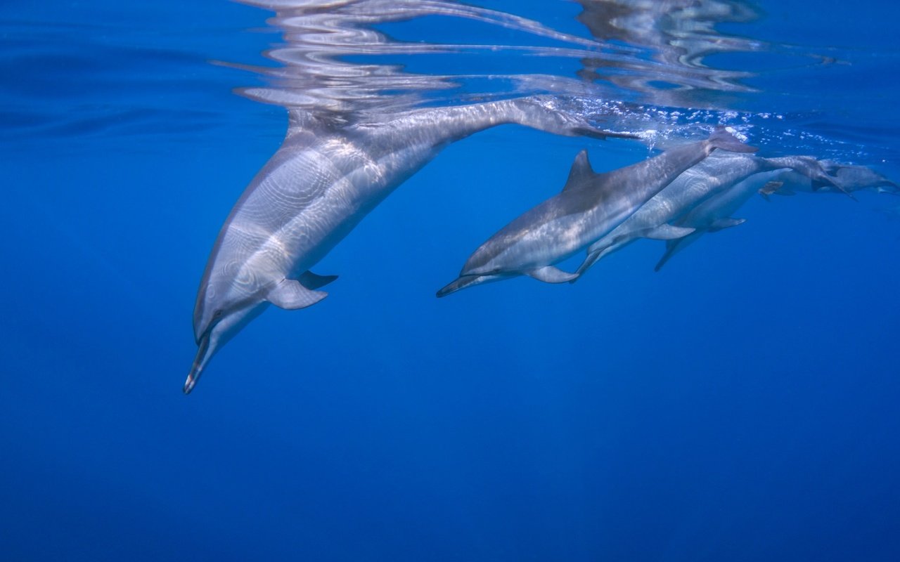 Обои океан, дельфины, дельфин, the ocean, dolphins, dolphin разрешение 2048x1152 Загрузить