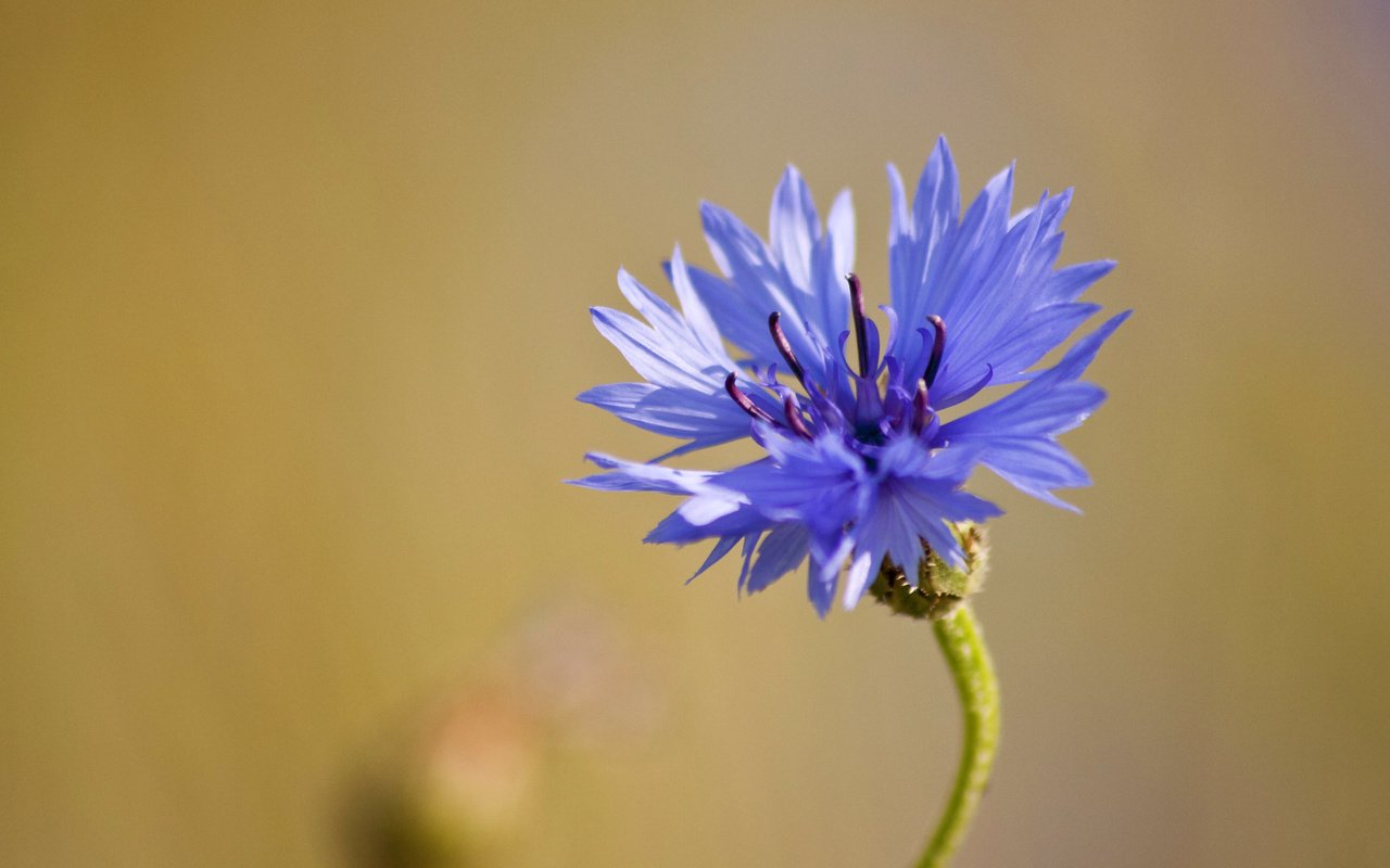 Обои макро, синий, цветок, василек, полевой, macro, blue, flower, cornflower, field разрешение 2039x1161 Загрузить
