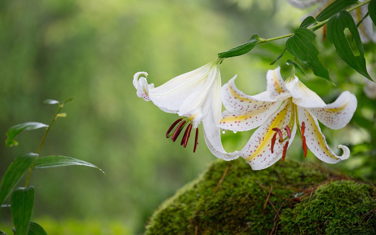 Обои цветы, макро, лепестки, мох, лилии, flowers, macro, petals, moss, lily разрешение 1920x1200 Загрузить