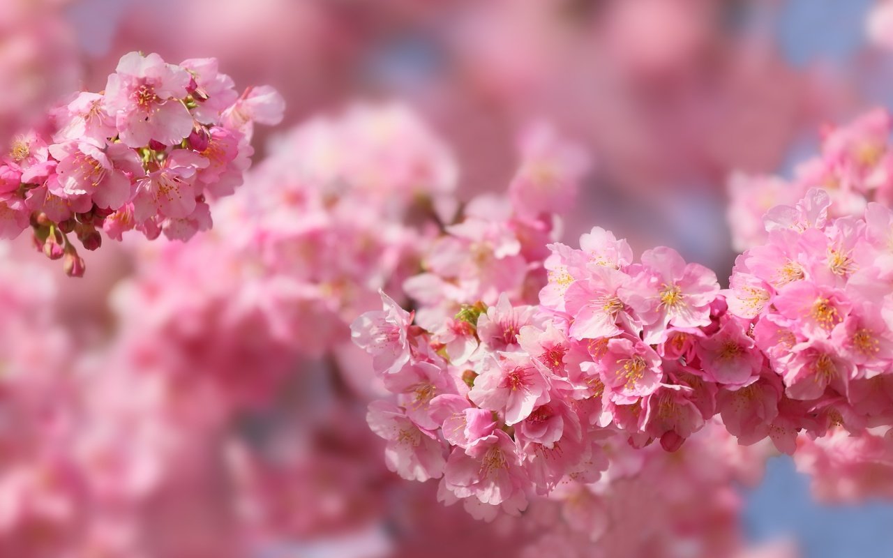 Обои макро, весна, розовый, вишня, сакура, macro, spring, pink, cherry, sakura разрешение 3000x2000 Загрузить