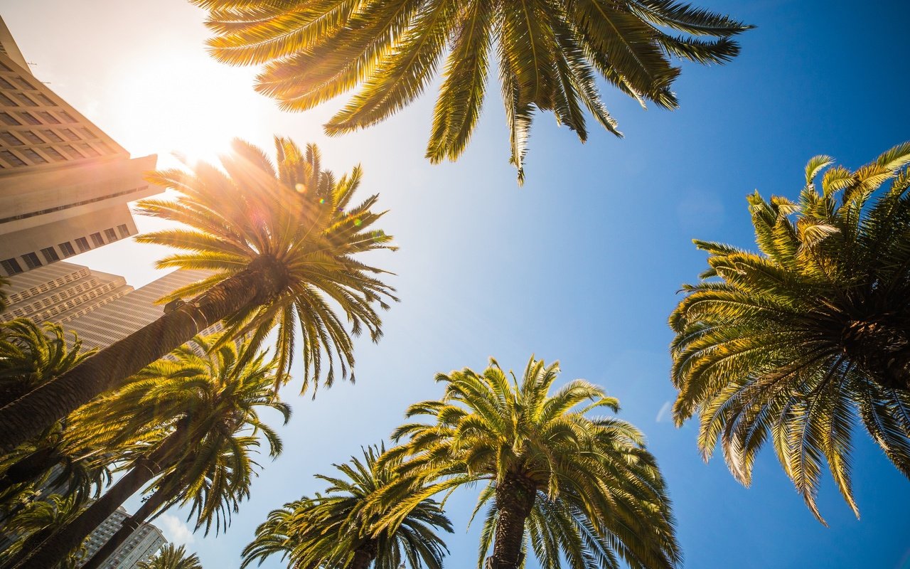 Обои небо, солнце, листья, пальмы, здания, the sky, the sun, leaves, palm trees, building разрешение 2880x1920 Загрузить