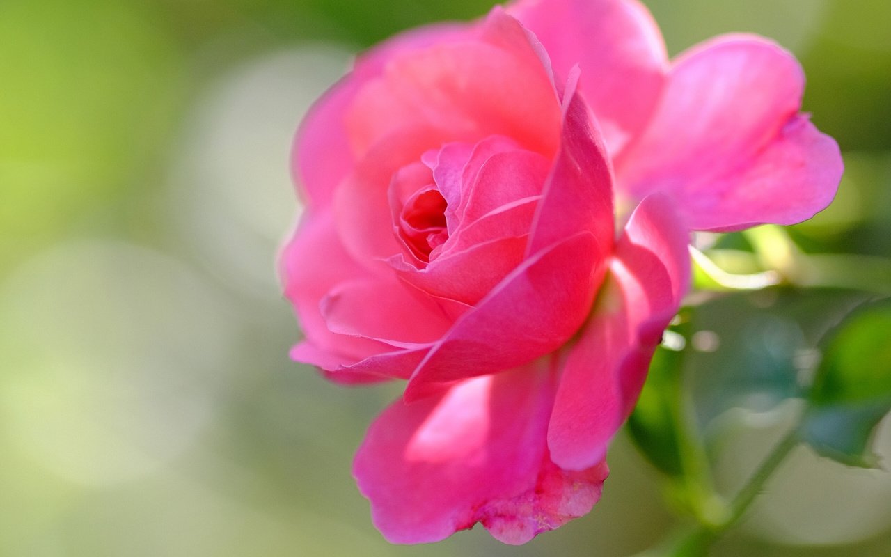 Обои макро, цветок, роза, лепестки, бутон, боке, macro, flower, rose, petals, bud, bokeh разрешение 2560x1922 Загрузить
