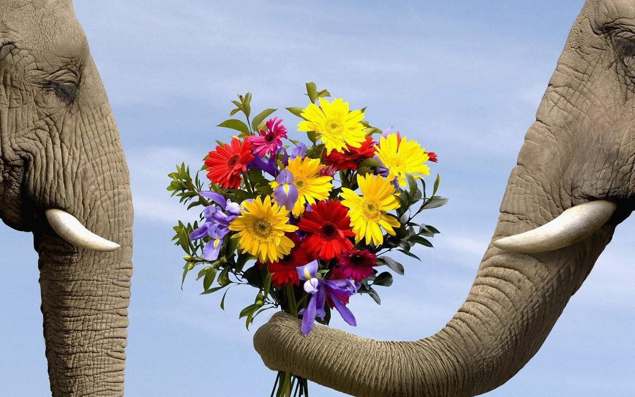 Обои цветы, животные, любовь, букет, слоны, flowers, animals, love, bouquet, elephants разрешение 1920x1440 Загрузить