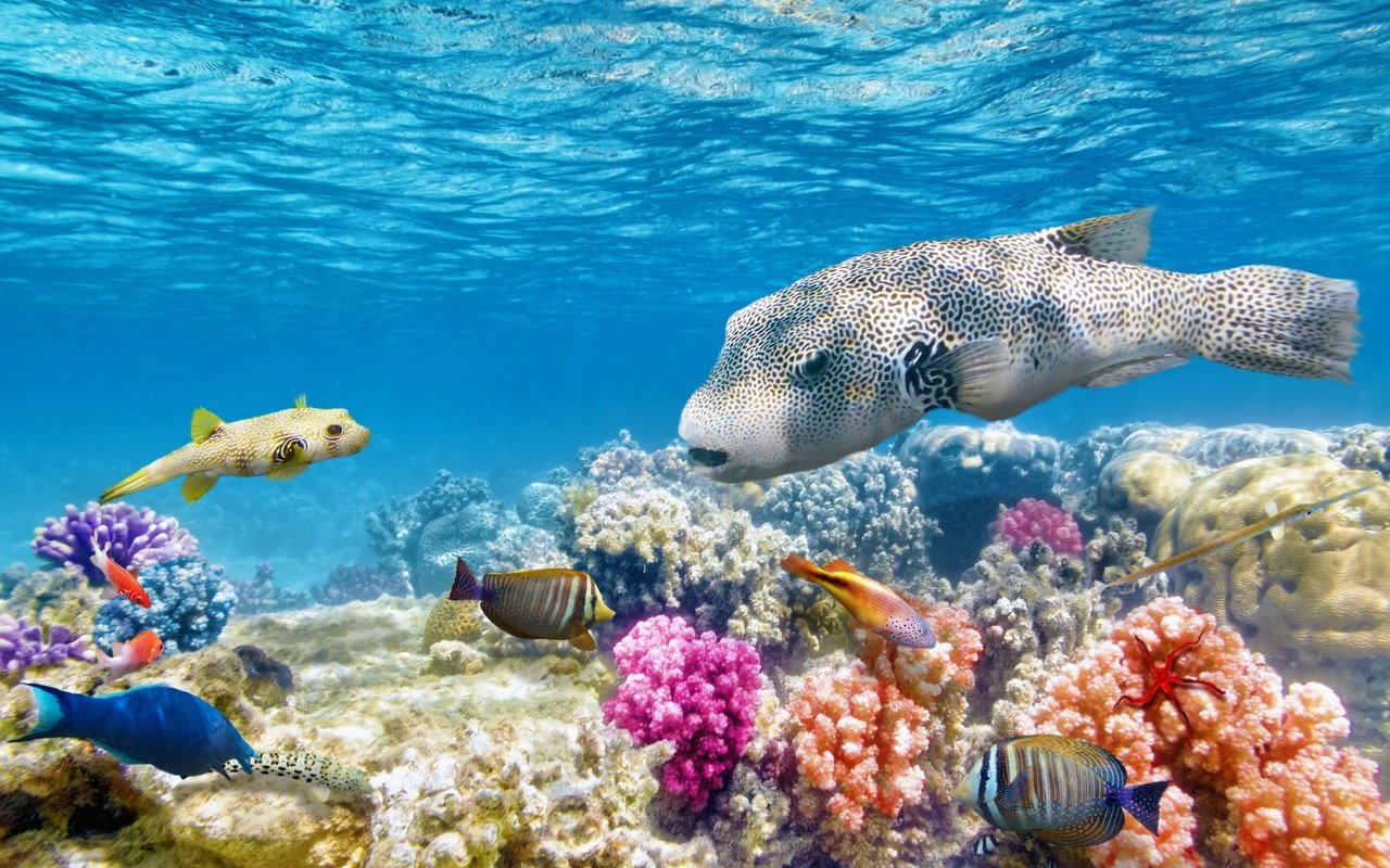 Обои море, рыбы, океан, кораллы, риф, подводный мир, sea, fish, the ocean, corals, reef, underwater world разрешение 2560x1600 Загрузить