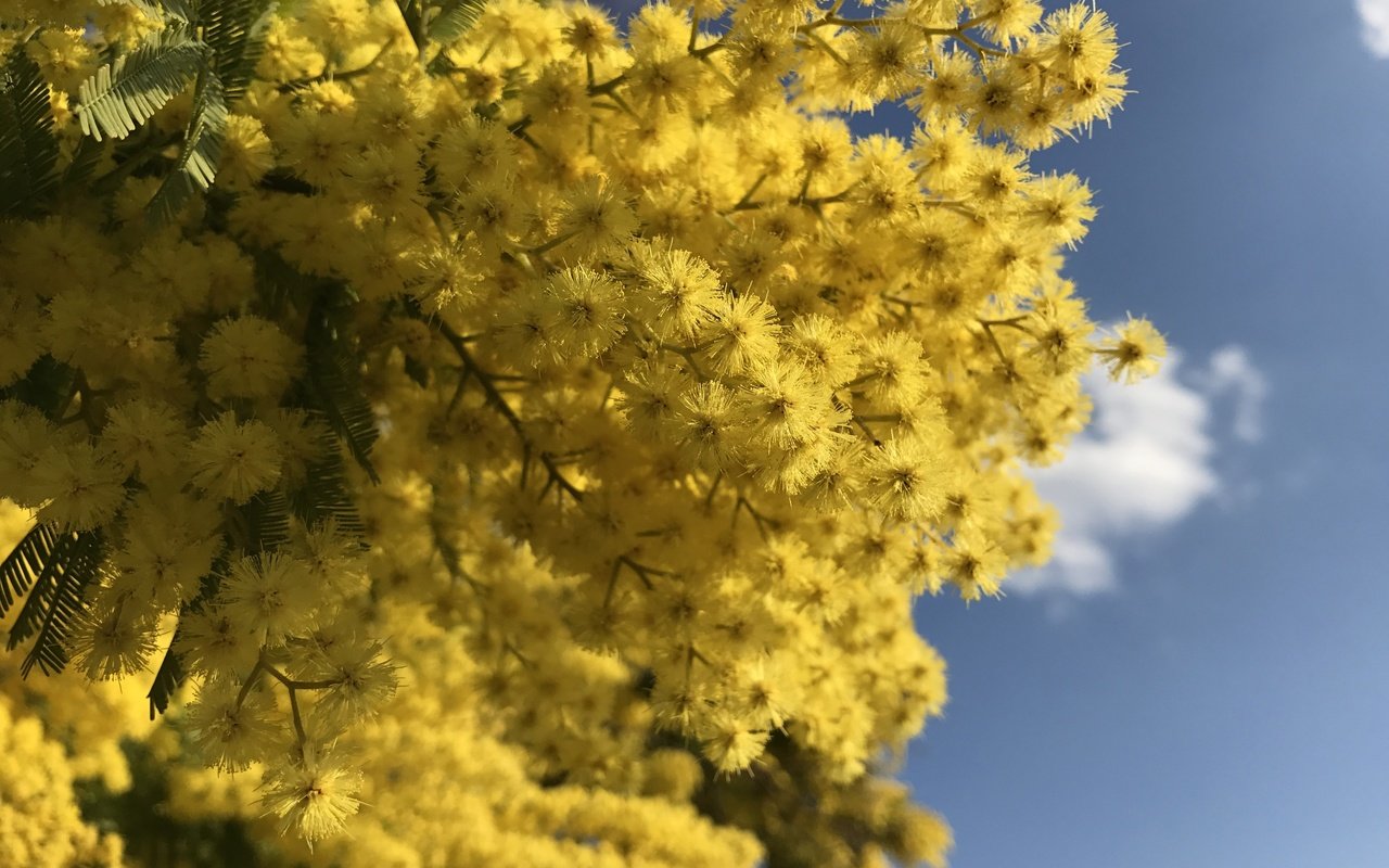 Обои небо, цветы, ветки, весна, мимоза, the sky, flowers, branches, spring, mimosa разрешение 4032x2903 Загрузить