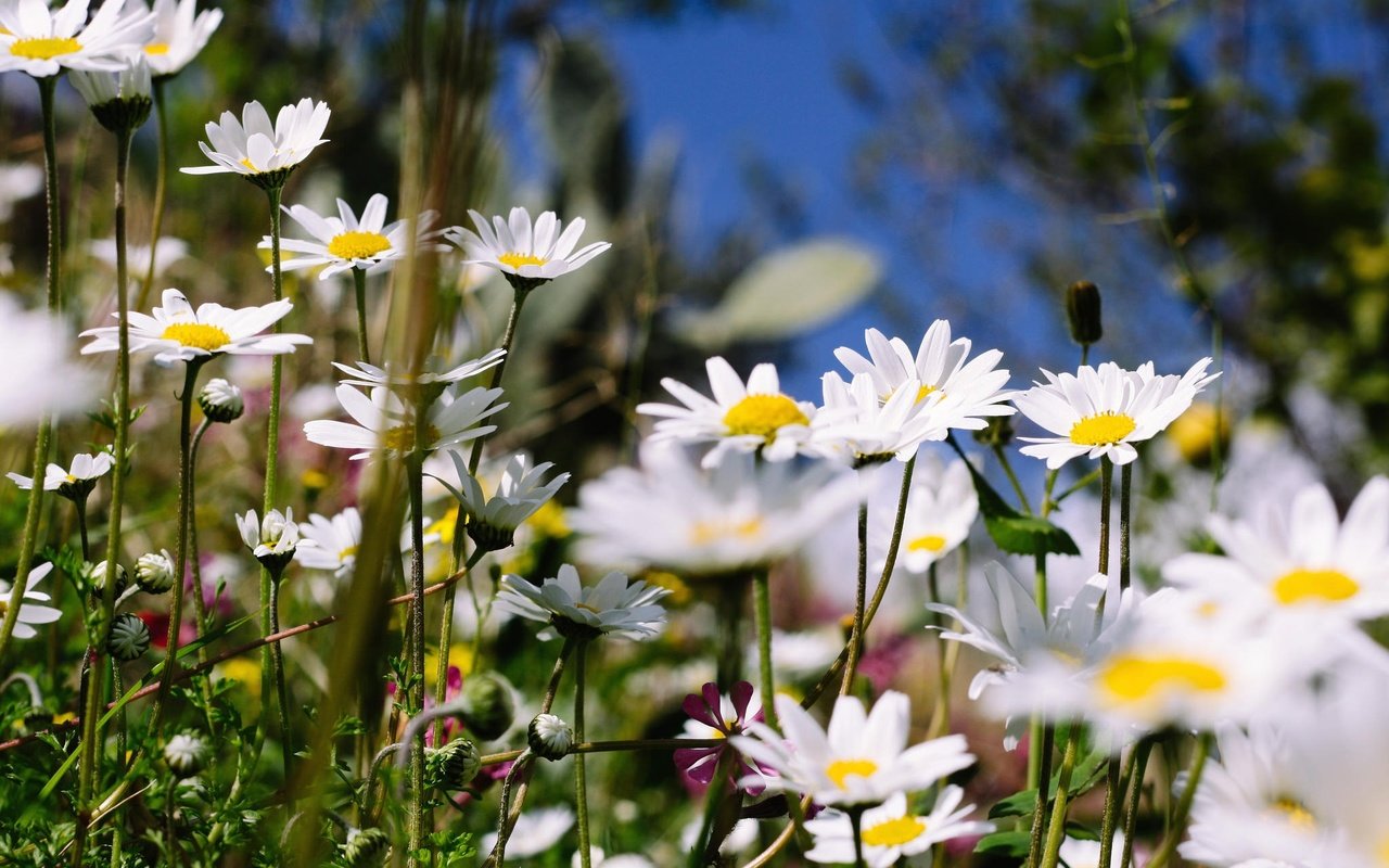 Обои цветы, лето, ромашки, полевые, flowers, summer, chamomile, field разрешение 2048x1365 Загрузить