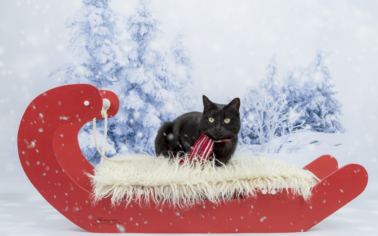 Обои зима, кот, кошка, взгляд, черный, сани, фотосессия, шарфик, winter, cat, look, black, sleigh, photoshoot, scarf разрешение 5106x3649 Загрузить