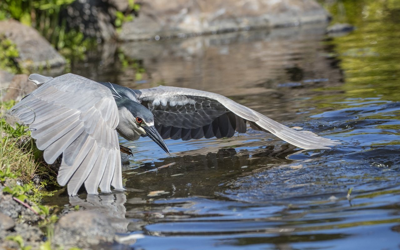 Stone birds. Природа, птица, камни. Каменная птица. Фготк4и экологич6еских птиц на Камне. Картинка рыба вода, птицы воздух зверю лес.