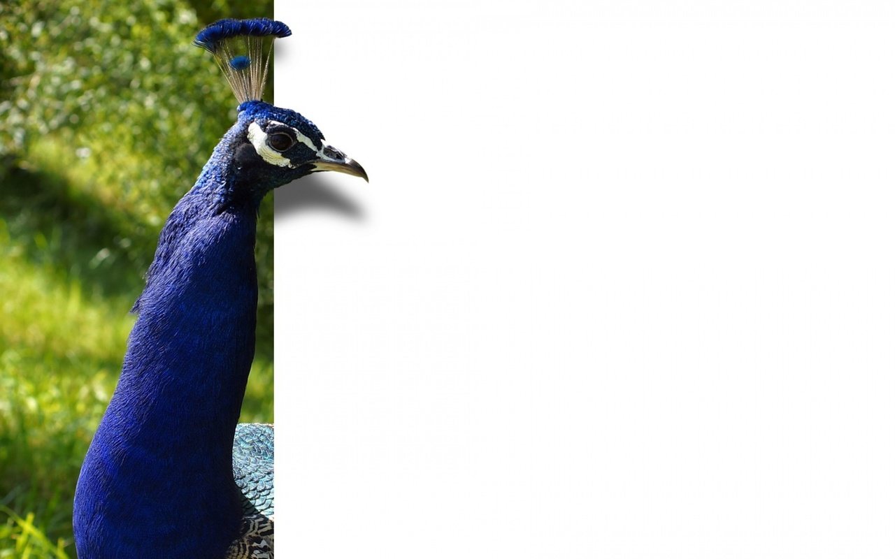 Обои фон, минимализм, птица, павлин, оперение, background, minimalism, bird, peacock, tail разрешение 2880x1800 Загрузить