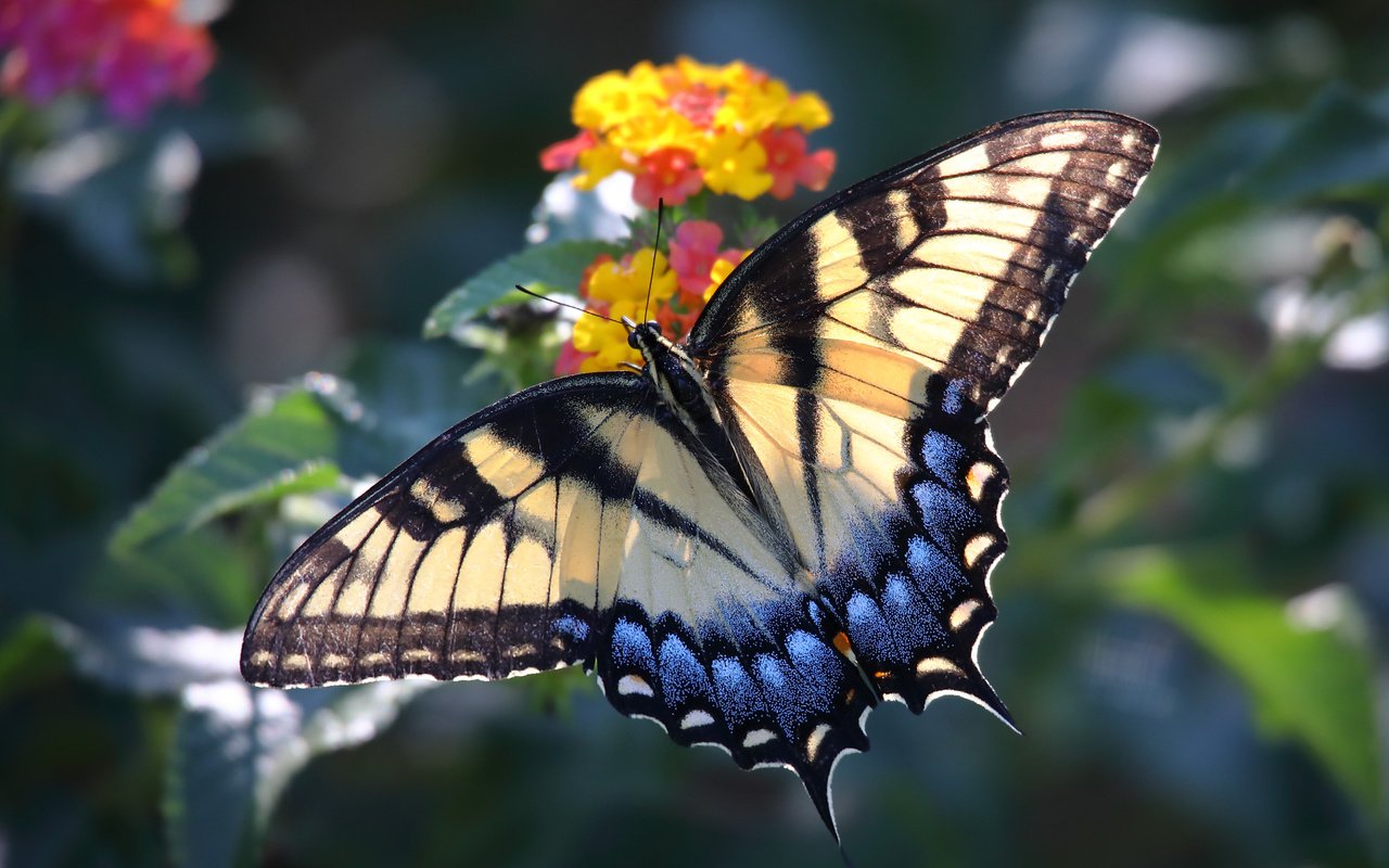 Обои макро, насекомое, цветок, бабочка, крылья, macro, insect, flower, butterfly, wings разрешение 5226x3484 Загрузить