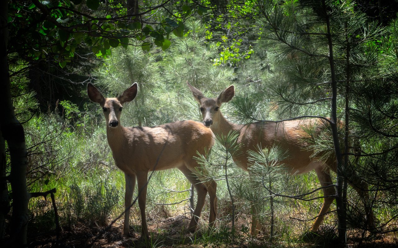 Обои деревья, природа, лес, животные, олени, trees, nature, forest, animals, deer разрешение 4560x3648 Загрузить