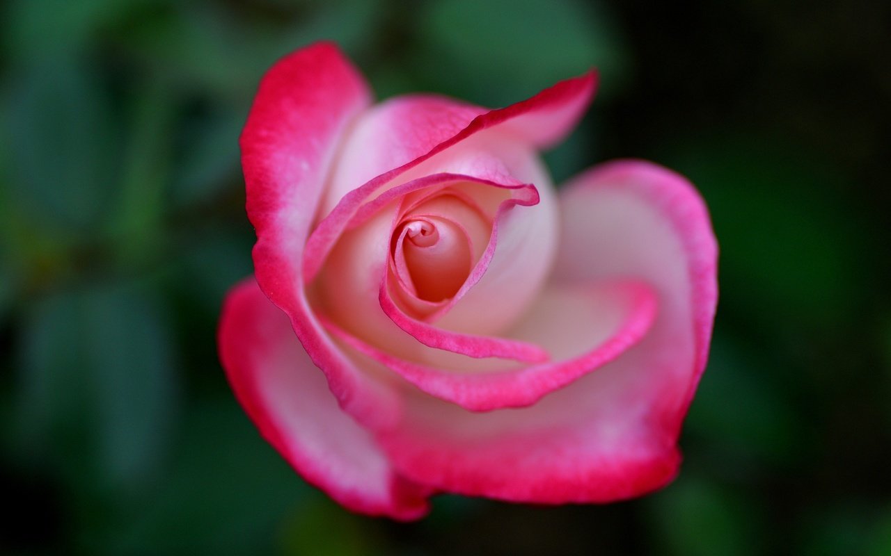 Обои макро, фон, цветок, роза, бутон, macro, background, flower, rose, bud разрешение 2500x1783 Загрузить