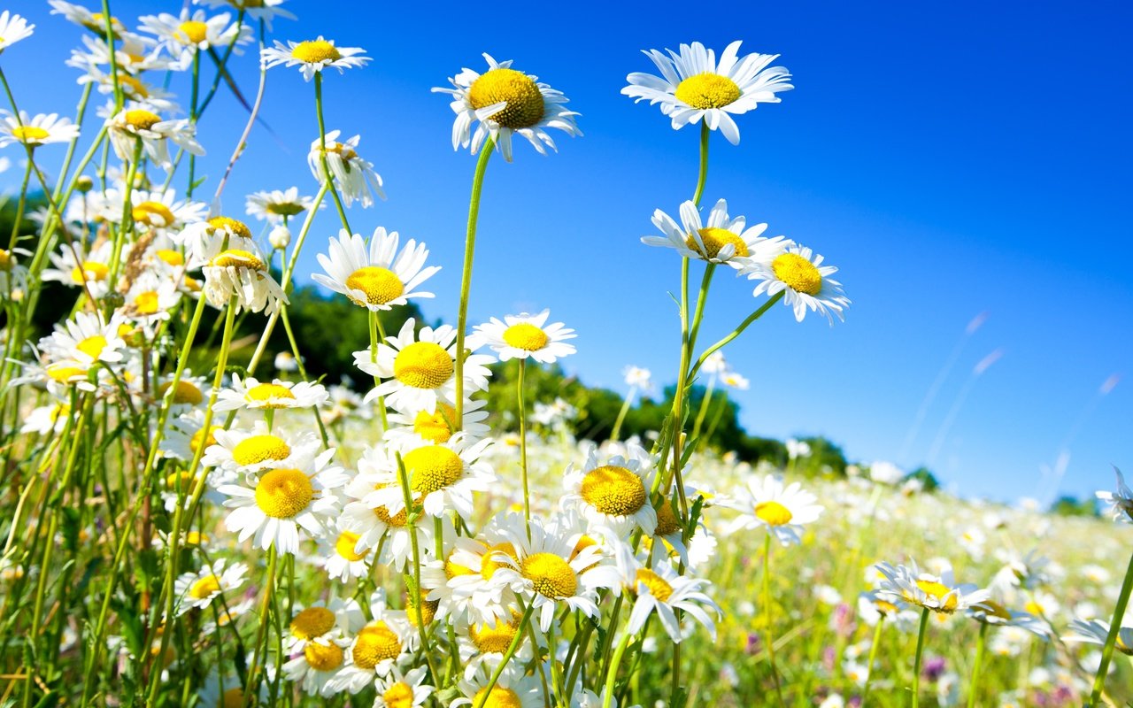 Обои небо, цветы, солнце, поле, весна, ромашки, the sky, flowers, the sun, field, spring, chamomile разрешение 5018x3345 Загрузить