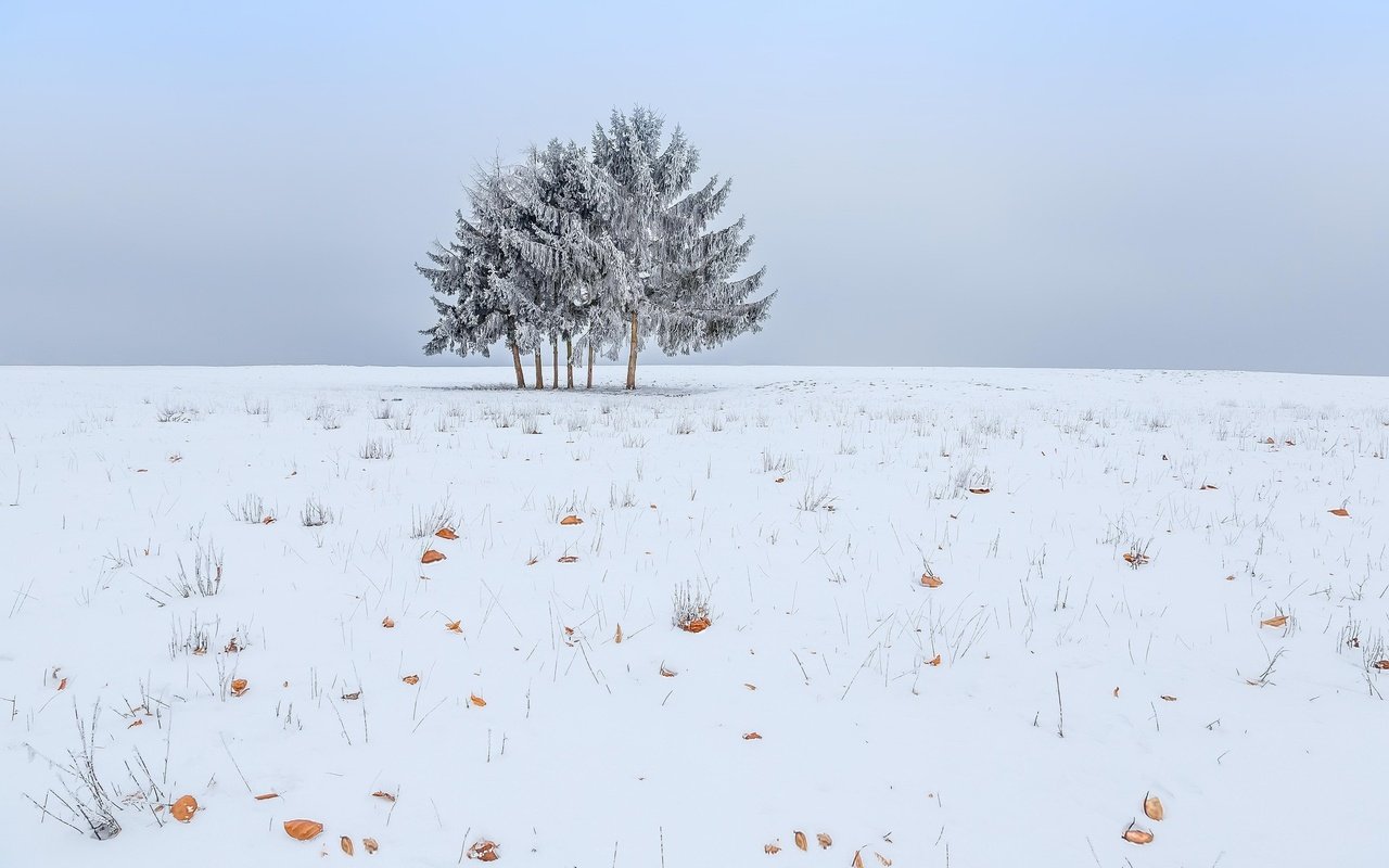 Обои небо, снег, дерево, зима, поле, the sky, snow, tree, winter, field разрешение 2048x1365 Загрузить