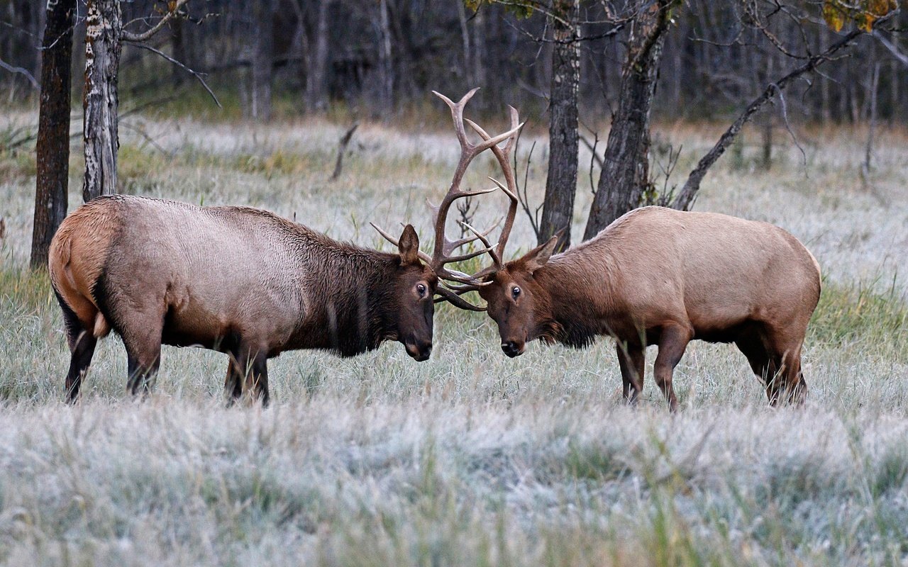 Обои природа, олень, рога, олени, турнир, nature, deer, horns, tournament разрешение 2048x1282 Загрузить
