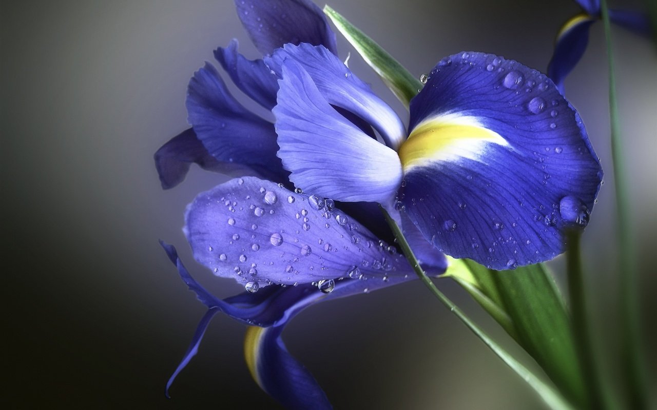 Обои фон, цветок, капли, лепестки, ирис, background, flower, drops, petals, iris разрешение 2048x1536 Загрузить