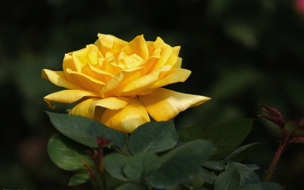 Обои цветок, роза, лепестки, бутон, куст, жёлтая, flower, rose, petals, bud, bush, yellow разрешение 2048x1365 Загрузить