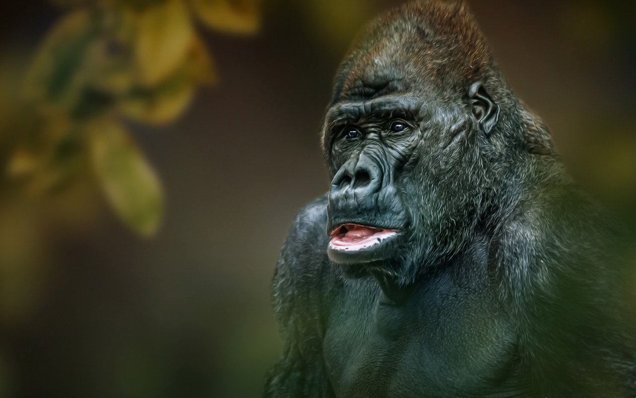 Обои глаза, морда, фон, взгляд, обезьяна, горилла, eyes, face, background, look, monkey, gorilla разрешение 1934x1080 Загрузить