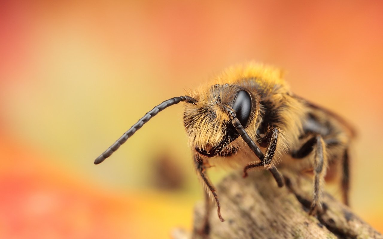 Обои глаза, макро, насекомое, усики, пчела, лапки, eyes, macro, insect, antennae, bee, legs разрешение 2560x1600 Загрузить