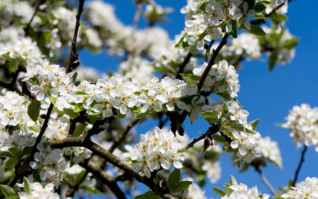 Обои небо, ветка, дерево, цветение, весна, вишня, the sky, branch, tree, flowering, spring, cherry разрешение 3000x2000 Загрузить