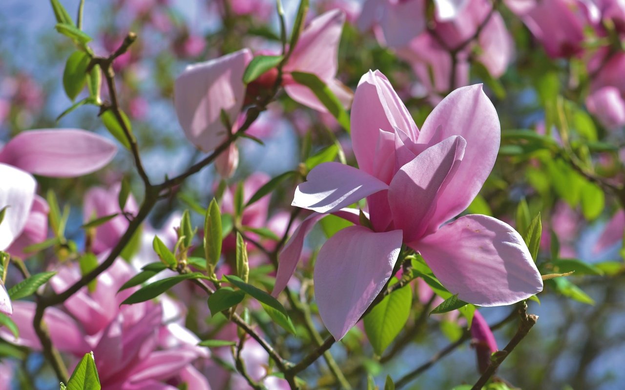 Обои цветение, ветки, весна, розовая, магнолия, flowering, branches, spring, pink, magnolia разрешение 2048x1367 Загрузить