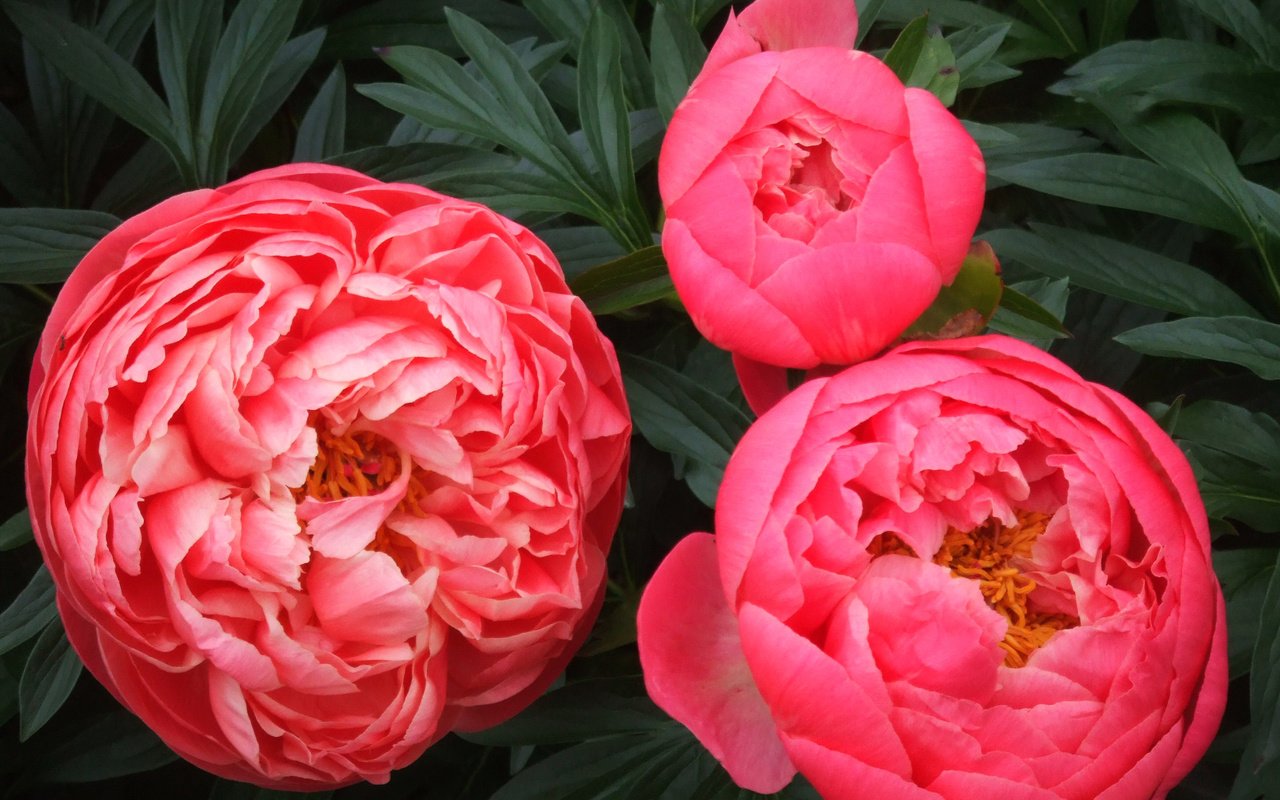 Обои цветы, лепестки, пионы, крупным планом, flowers, petals, peonies, closeup разрешение 2592x1944 Загрузить