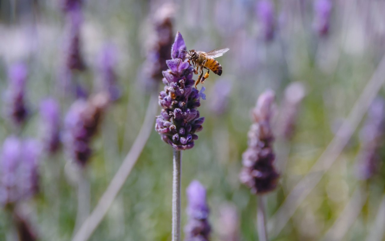 Обои цветы, насекомое, лаванда, пчела, flowers, insect, lavender, bee разрешение 2048x1299 Загрузить