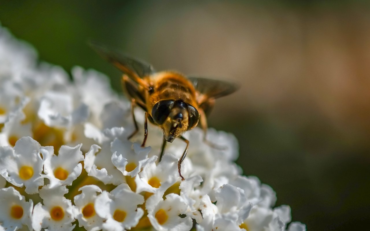 Обои цветы, насекомое, муха, журчалка, flowers, insect, fly, gorzalka разрешение 3575x2740 Загрузить