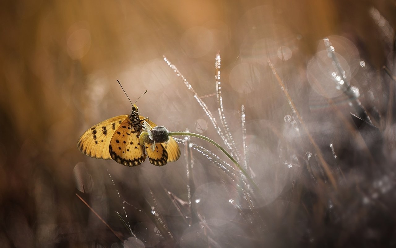 Обои цветы, макро, бабочка, flowers, macro, butterfly разрешение 1920x1200 Загрузить