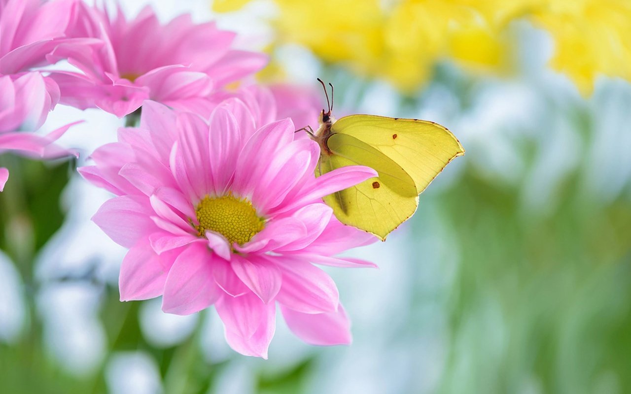 Обои цветы, насекомое, лето, лепестки, бабочка, flowers, insect, summer, petals, butterfly разрешение 2023x1288 Загрузить