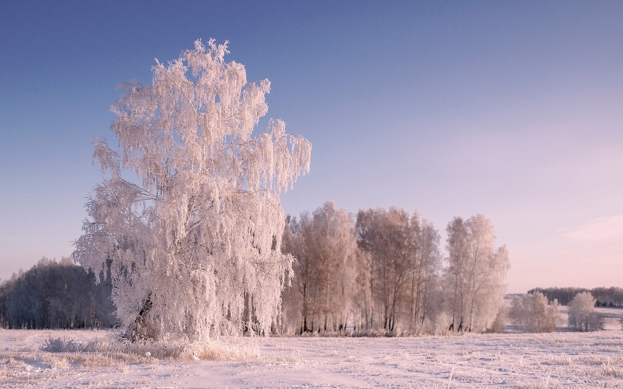 Обои деревья, снег, природа, зима, пейзаж, иней, trees, snow, nature, winter, landscape, frost разрешение 2880x1800 Загрузить