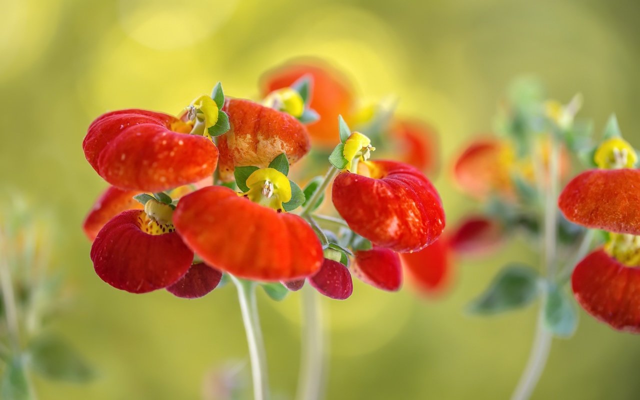 Обои макро, фон, цветок, кальцеолярия, macro, background, flower, calceolaria разрешение 2048x1365 Загрузить