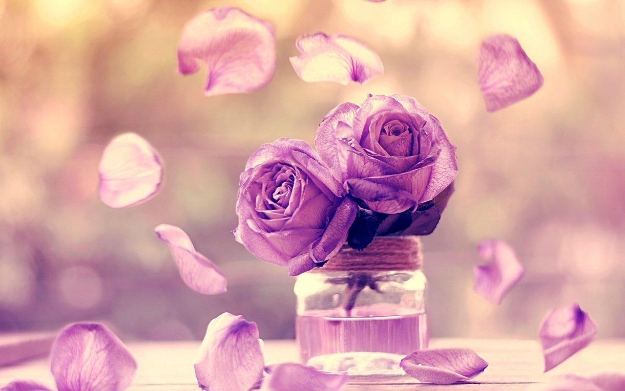 Обои цветы, макро, розы, лепестки, банка, фиолетовые, flowers, macro, roses, petals, bank, purple разрешение 2048x1499 Загрузить