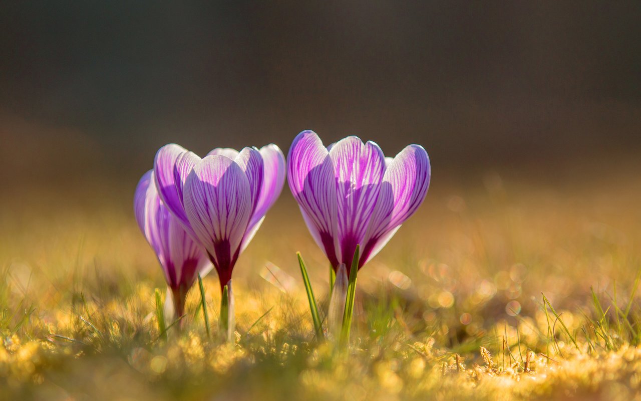 Обои цветы, весна, крокусы, flowers, spring, crocuses разрешение 3840x2400 Загрузить