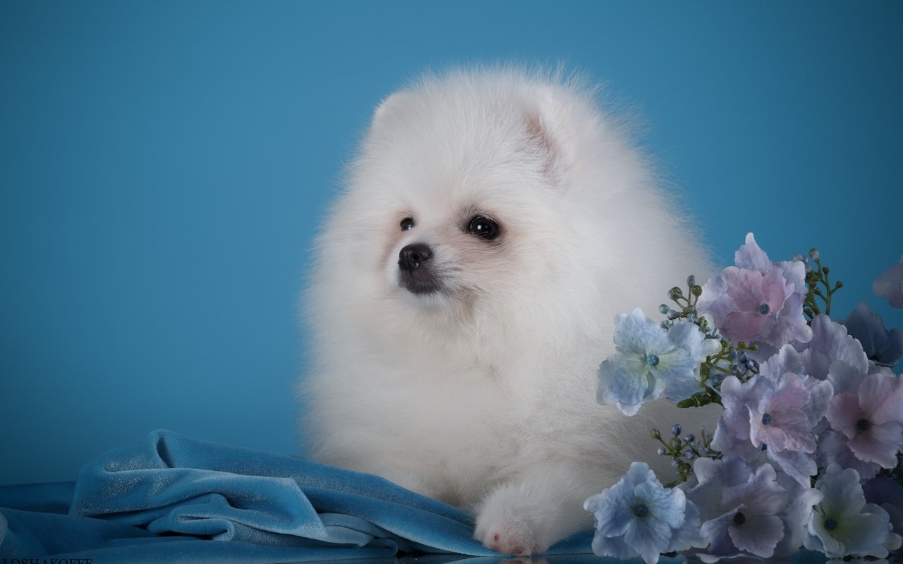 Обои пушистый, белый, щенок, гортензия, шпиц, померанский шпиц, fluffy, white, puppy, hydrangea, spitz, pomeranian разрешение 2880x1800 Загрузить