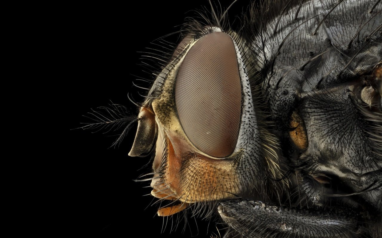 Обои глаза, макро, насекомое, черный фон, муха, крупным планом, eyes, macro, insect, black background, fly, closeup разрешение 1920x1280 Загрузить
